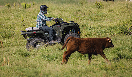 man herding cattle with a polaris sportsman 450