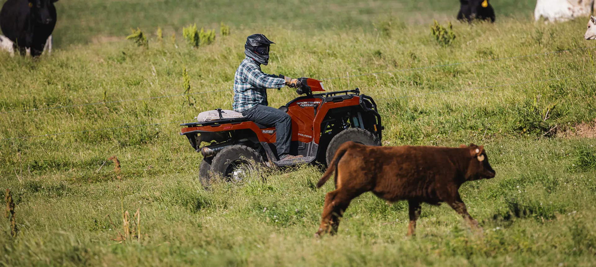 homme conduisant dans un pâturage de bétail avec son vtt Sportsman 450