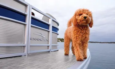 dog on the bow of a Bennington LX pontoon