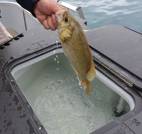 Person putting a fish into the livewell on a Bennington pontoon boat with a fishing layout.