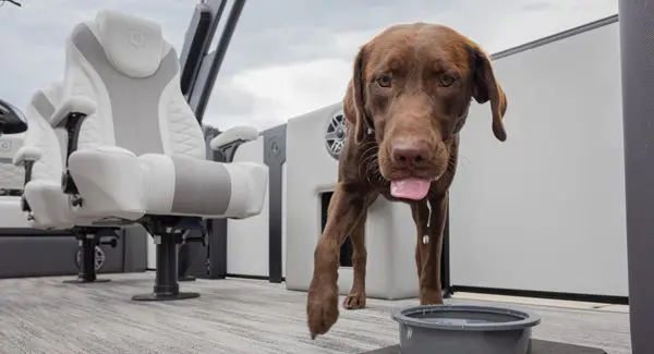 A dog on a Godfrey Monaco pontoon boat.