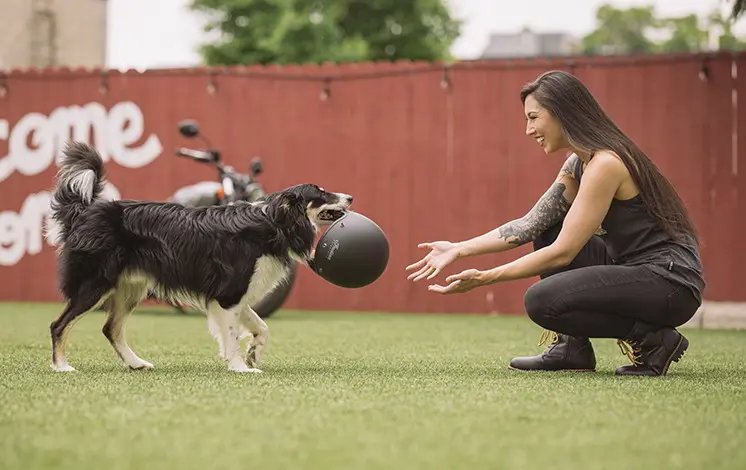 Chien offrant de l’aide à une femme