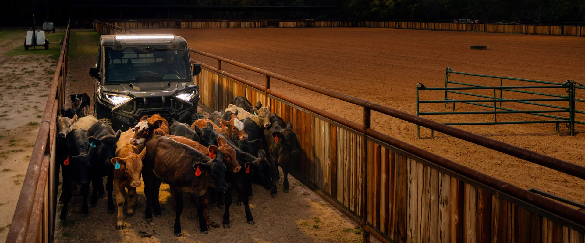 A Polaris RANGER XD 1500 NorthStar Edition UTV herds a group of calves along a wooden fence into a dusty arena.