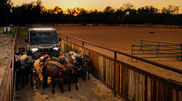 A Polaris RANGER XD 1500 NorthStar Edition UTV herds a group of calves along a wooden fence into a dusty arena.