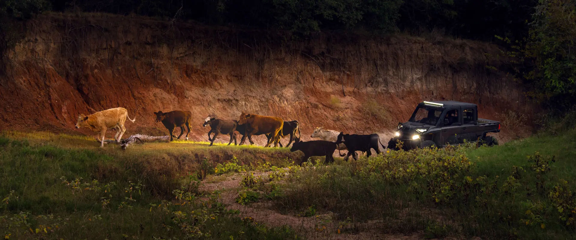 A Polaris RANGER XD 1500 NorthStar Edition UTV with its headlights on drives alongside a group of cattle on a dirt path next to a red dirt embankment in a natural setting.