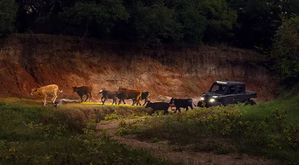 A Polaris RANGER XD 1500 NorthStar Edition UTV with its headlights on drives alongside a group of cattle on a dirt path next to a red dirt embankment in a natural setting.