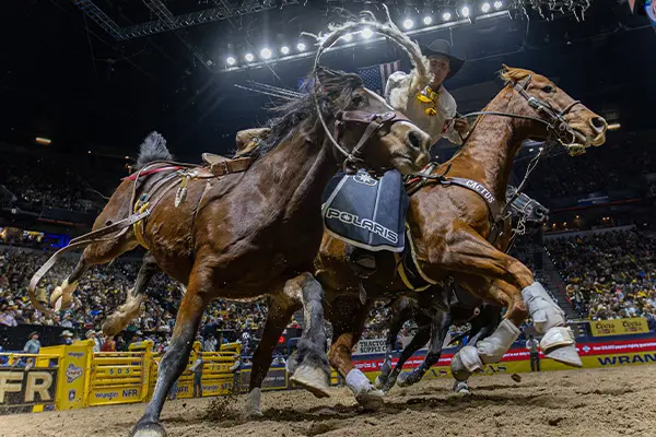 Two harnessed horses pulling in a rodeo arena under bright stadium lights, with a large audience filling the stands.