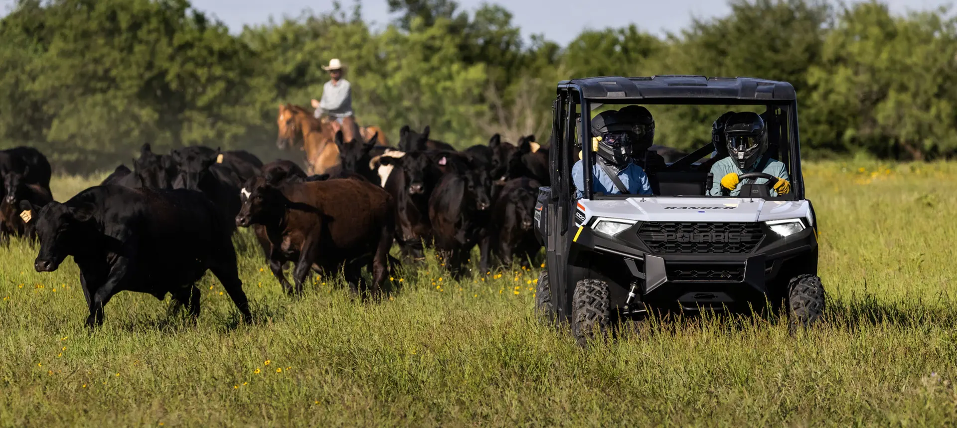 Des fermiers déplaçant du bétail avec leur VUTT Ranger Crew 1000