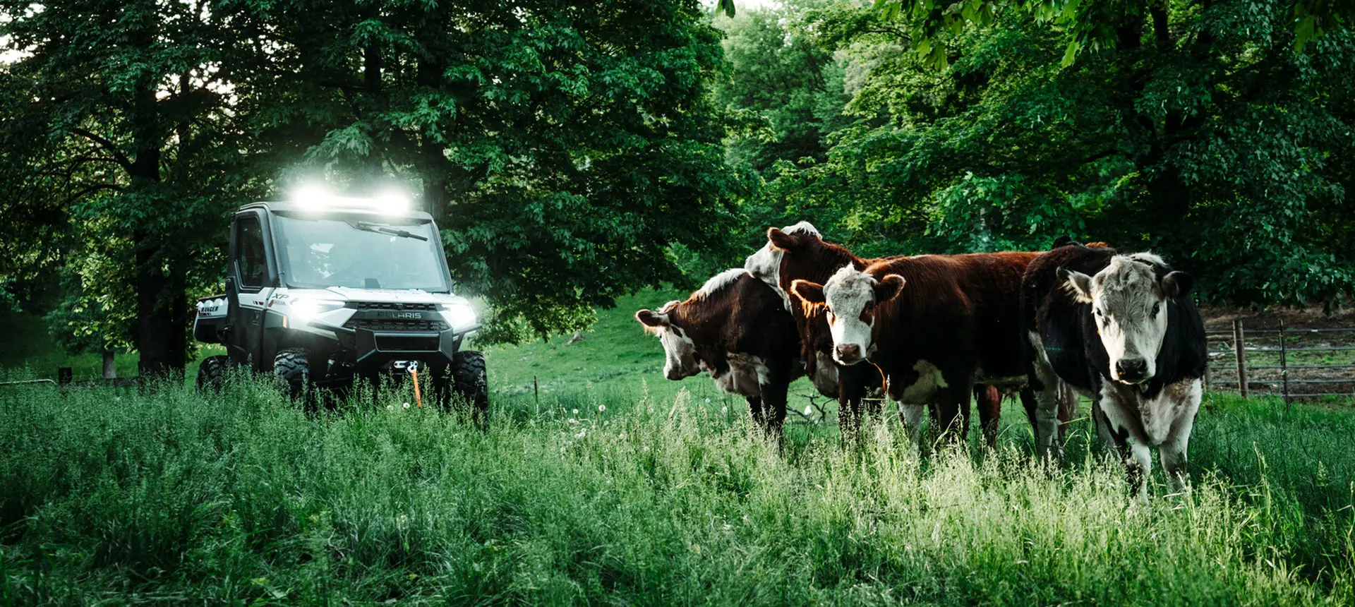 ranger xp 1000 northstar edition trail boss utv driving in a field with cows