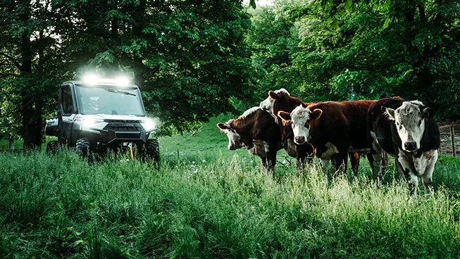 ranger xp 1000 northstar edition trail boss utv driving in a field with cows