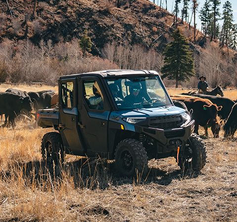 People herding cattle in a 2025 Polaris RANGER CREW XP 1000 NorthStar Edition UTV.
