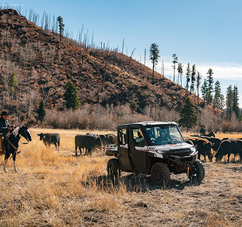 People checking on cattle while riding in the HVAC climate controlled interior of the 2025 Polaris RANGER XP 1000 NorthStar Trail Boss Edition UTV.