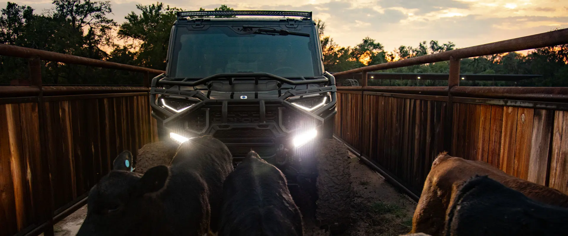 A 2026 Polaris RANGER CREW XD 1500 NorthStar Texas Edition extreme duty UTV being used to help corral cattle.