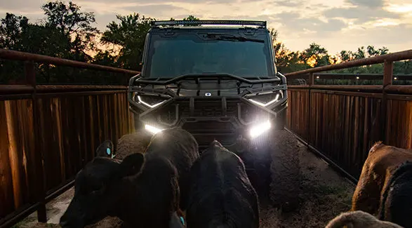 A 2026 Polaris RANGER CREW XD 1500 NorthStar Texas Edition extreme duty UTV being used to help corral cattle.