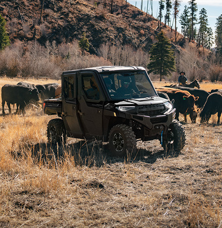 A 2027 Polaris RANGER CREW XP 1000 NorthStar Texas Edition UTV in a pasture with cows all around.