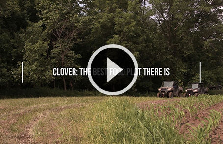 The Basics of Making a Clover Food Plot