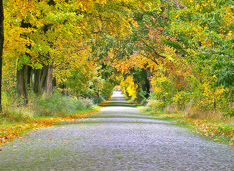 Tree-lined gravel road covered with fallen leaves and surrounded by vibrant autumn foliage.