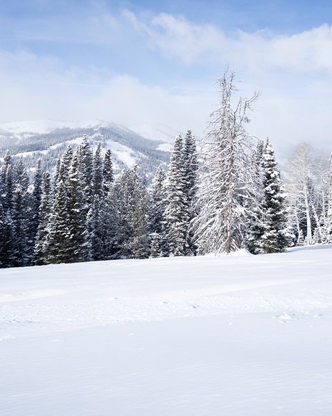 Fresh powder covers a mountain forest of evergreen and aspen trees beneath an overcast winter sky.